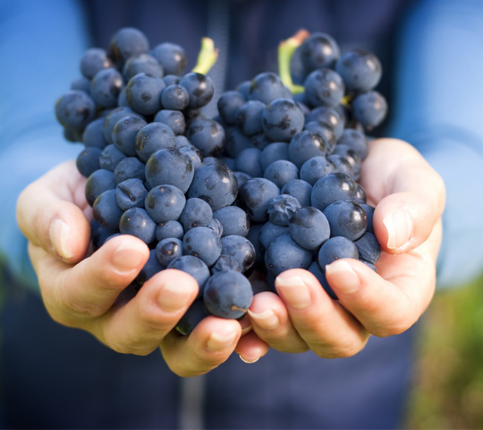 Wein Entstehung